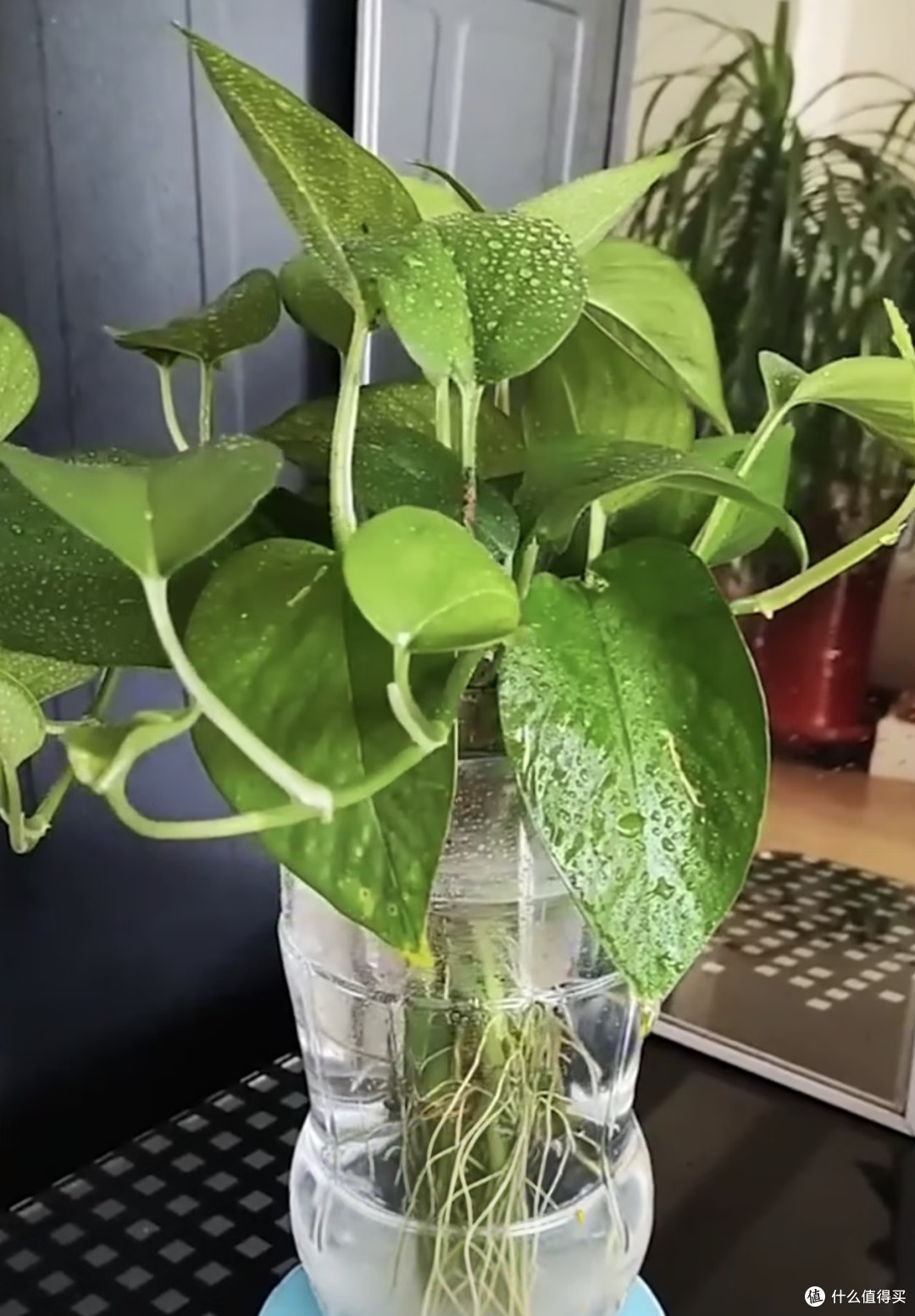 这5种花出伏后扦插,10天冒白根,秋凉直接长爆盆