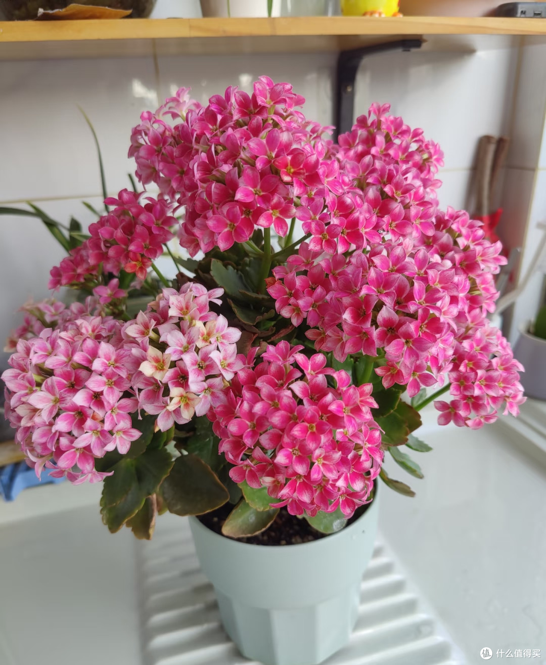 这5种花出伏后扦插,10天冒白根,秋凉直接长爆盆