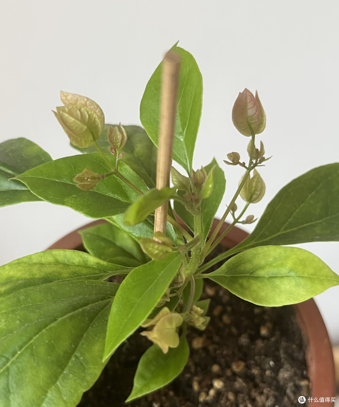 这5种花出伏后扦插,10天冒白根,秋凉直接长爆盆