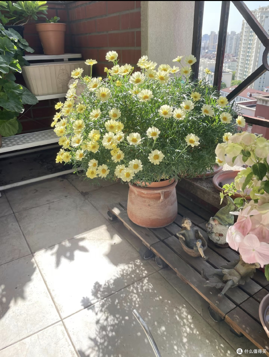 这5种花出伏后扦插,10天冒白根,秋凉直接长爆盆