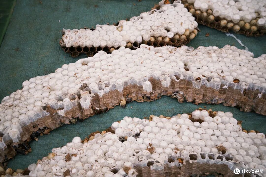 去了三次才玩明白,不出国也能体验「清迈兴趣班」的最佳目的地
