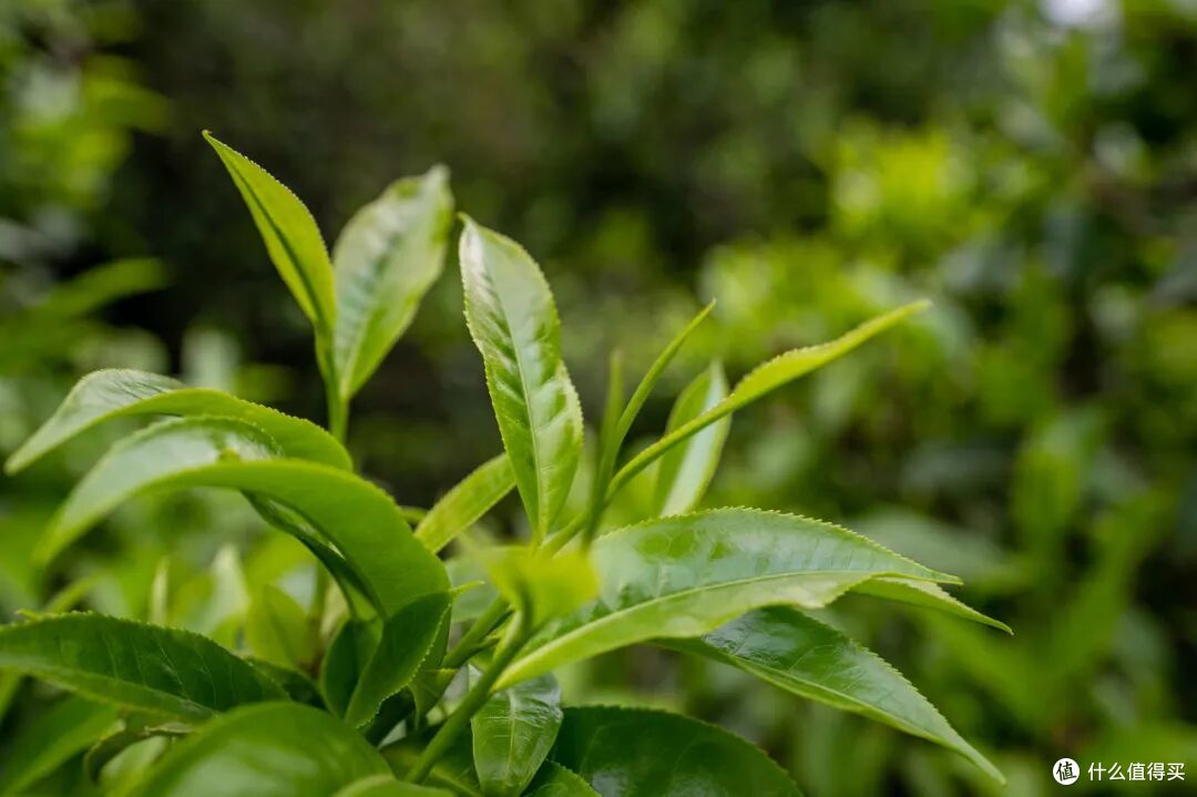 去了三次才玩明白,不出国也能体验「清迈兴趣班」的最佳目的地
