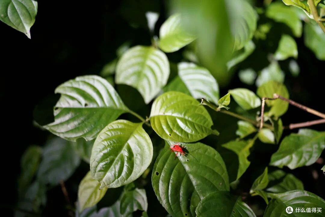 去了三次才玩明白,不出国也能体验「清迈兴趣班」的最佳目的地