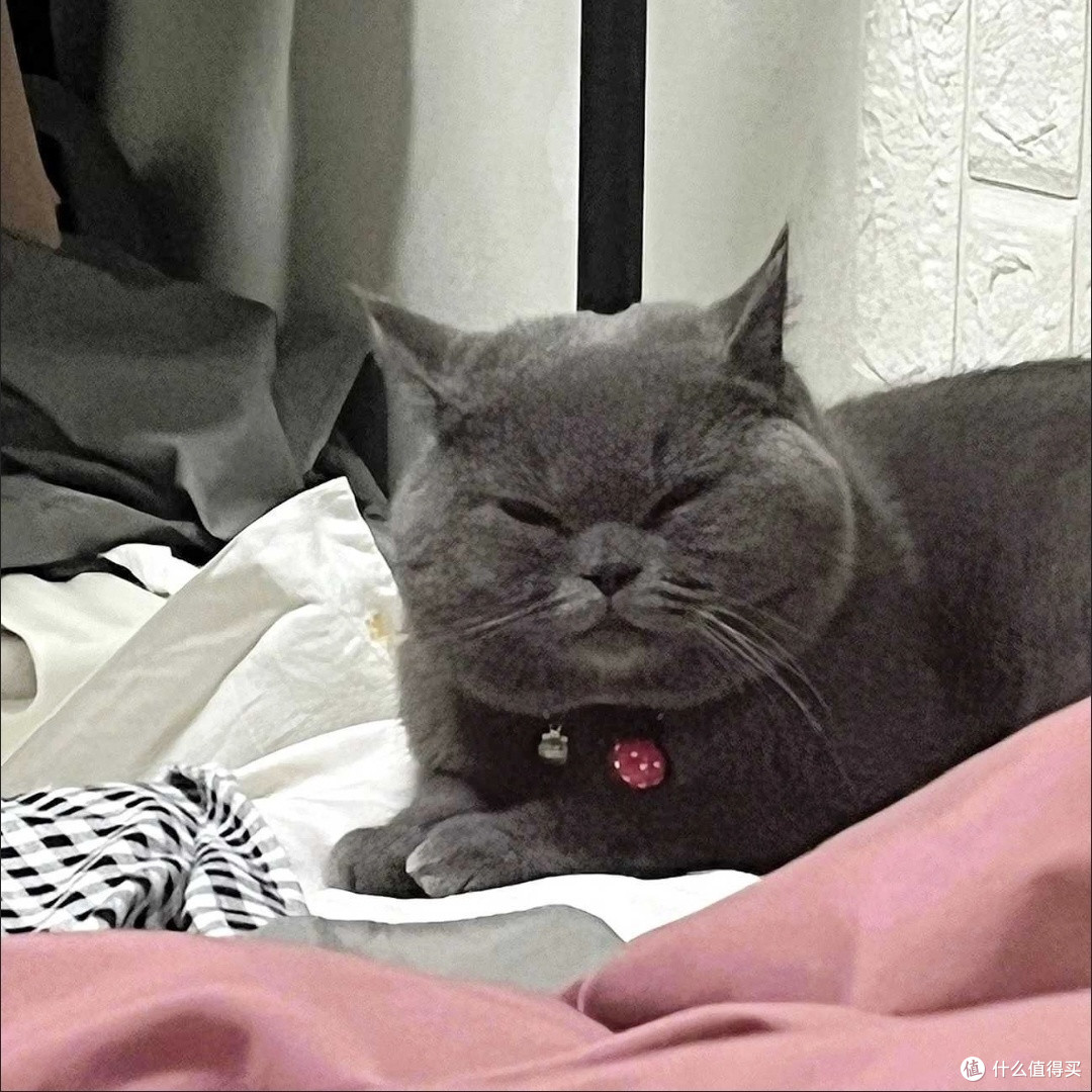 选猫粮需看配方辨需求避陷阱