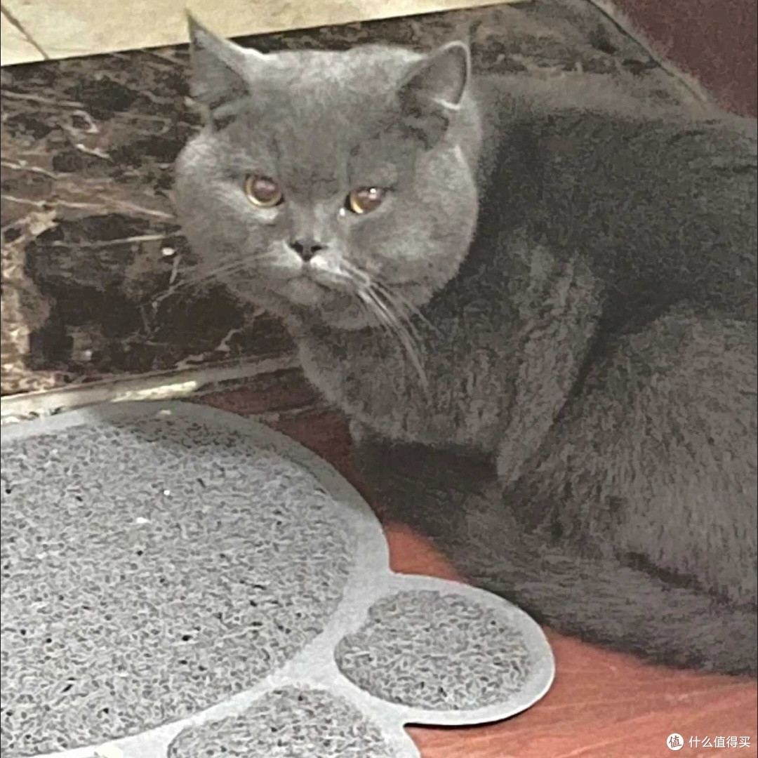 选猫粮需看配方辨需求避陷阱