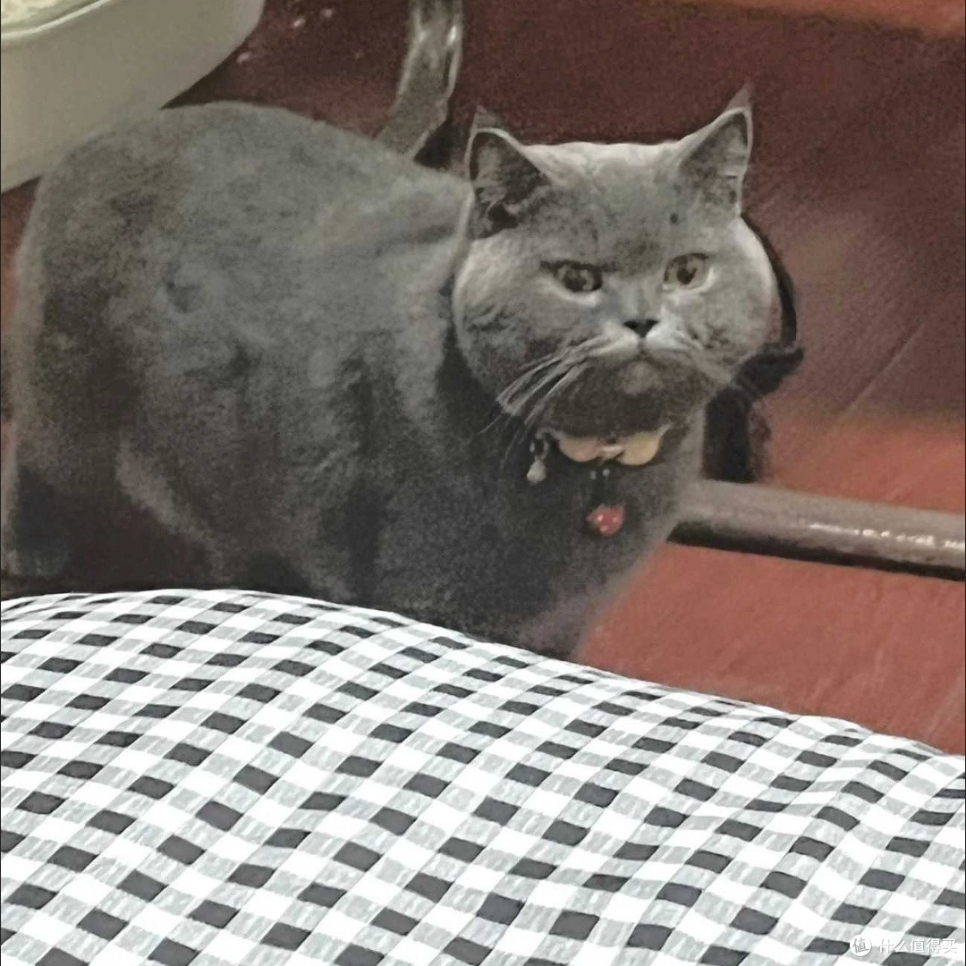 选猫粮需看配方辨需求避陷阱