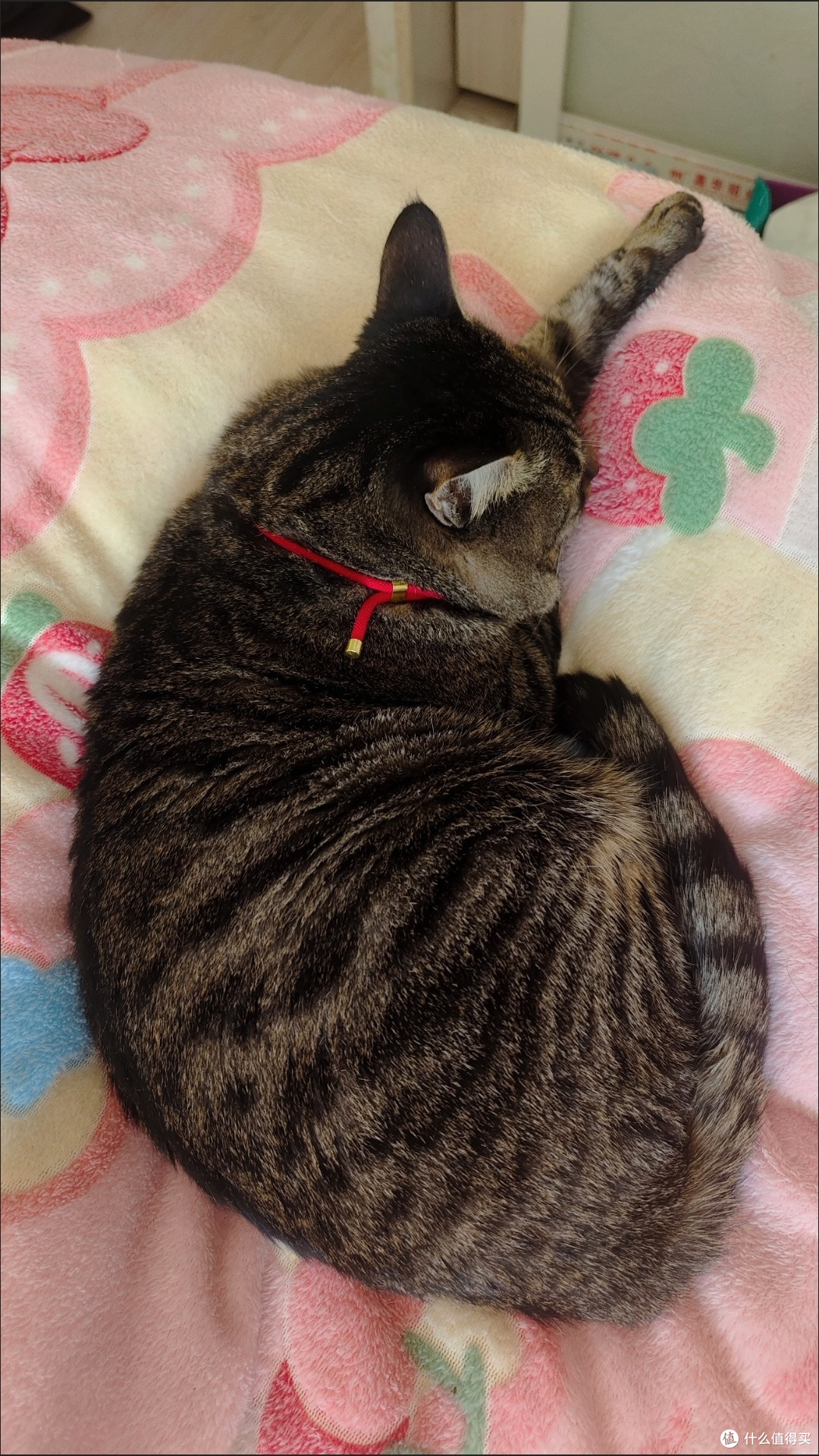 科学选猫粮四步走