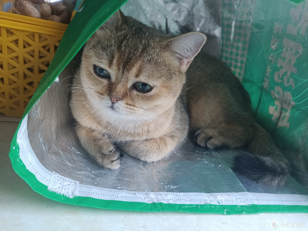 最喜欢钻袋子