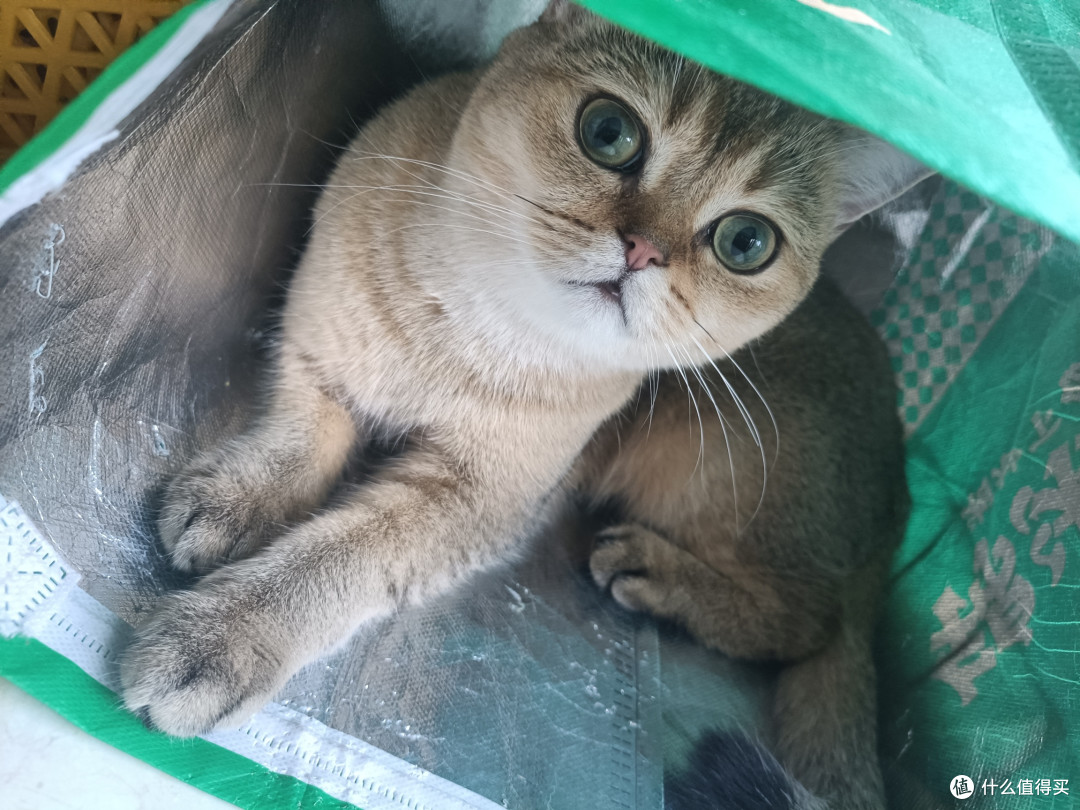 呆萌的呆瓜