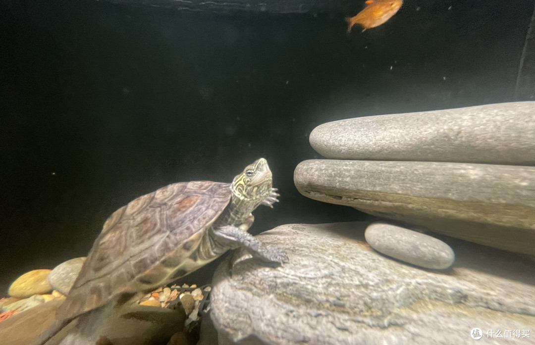 鱼龟混养心得分享
