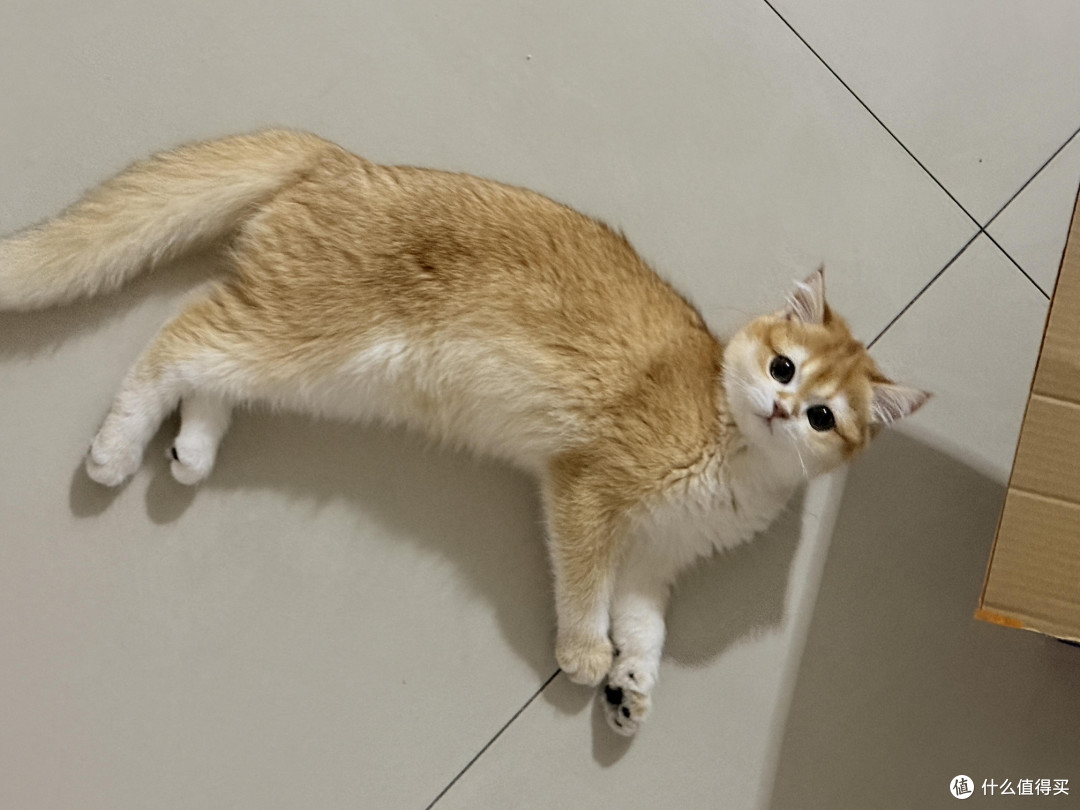 科学喂养猫咪的实践经验