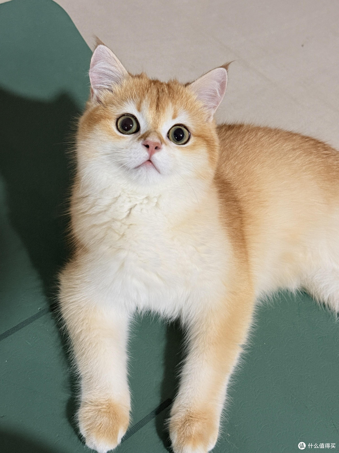 科学喂养猫咪的实践经验