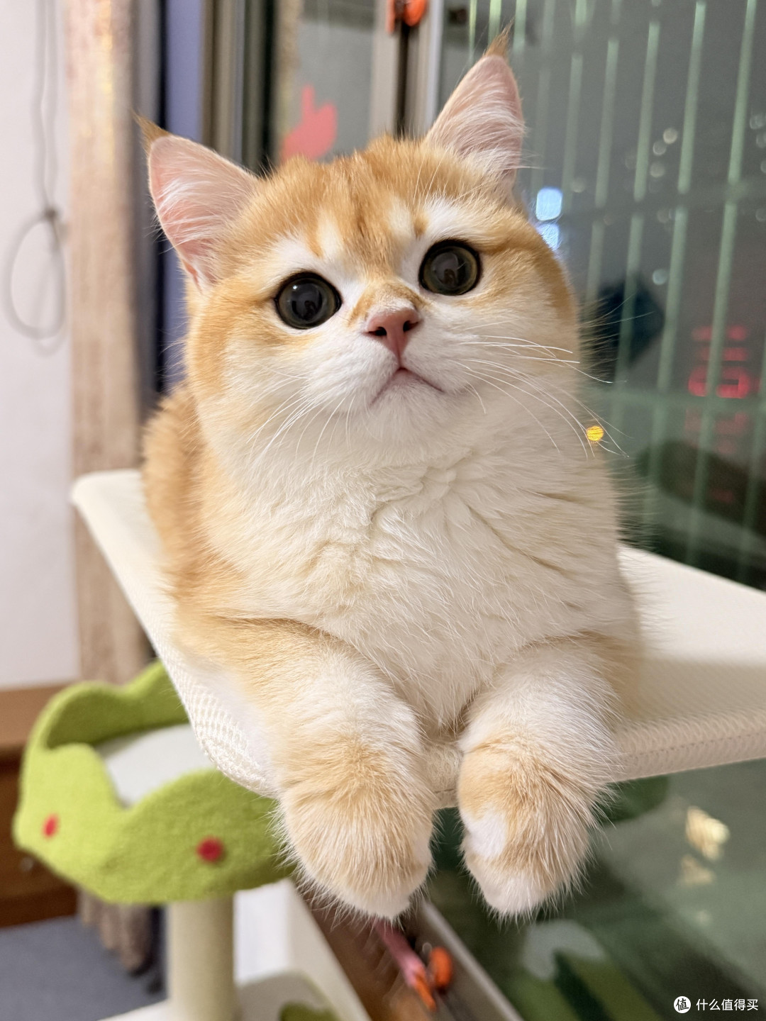 科学喂养猫咪的实践经验