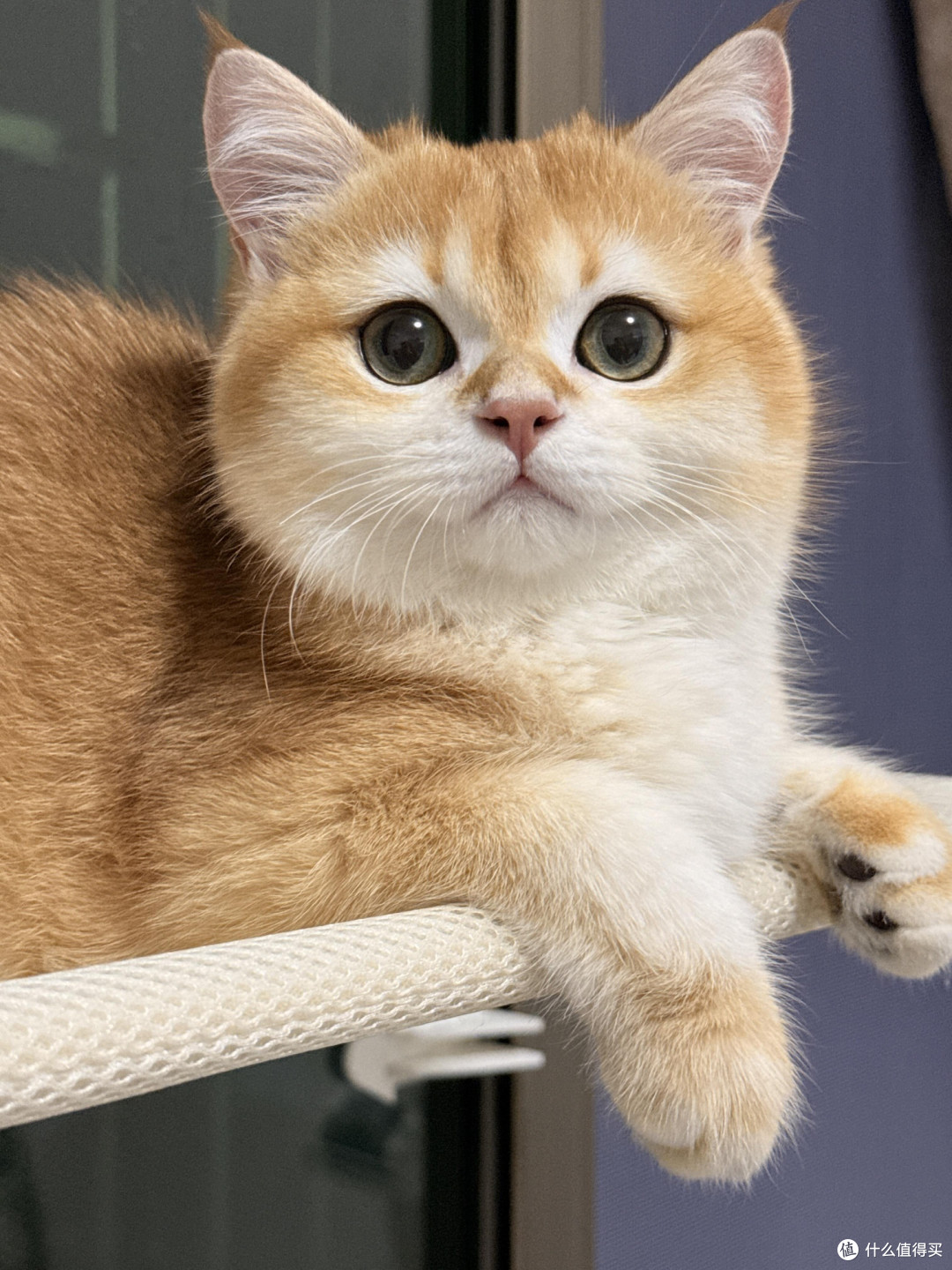 科学喂养猫咪的实践经验