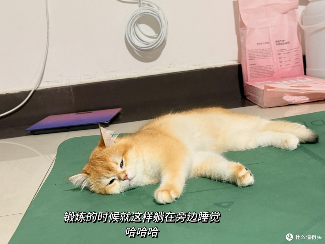 科学喂养猫咪的实践经验