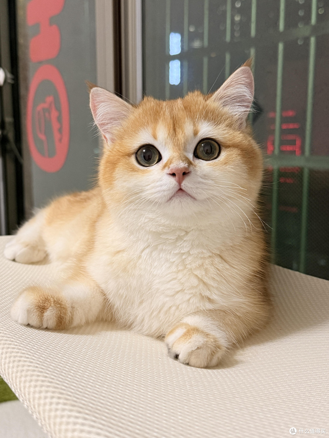 科学喂养猫咪的实践经验