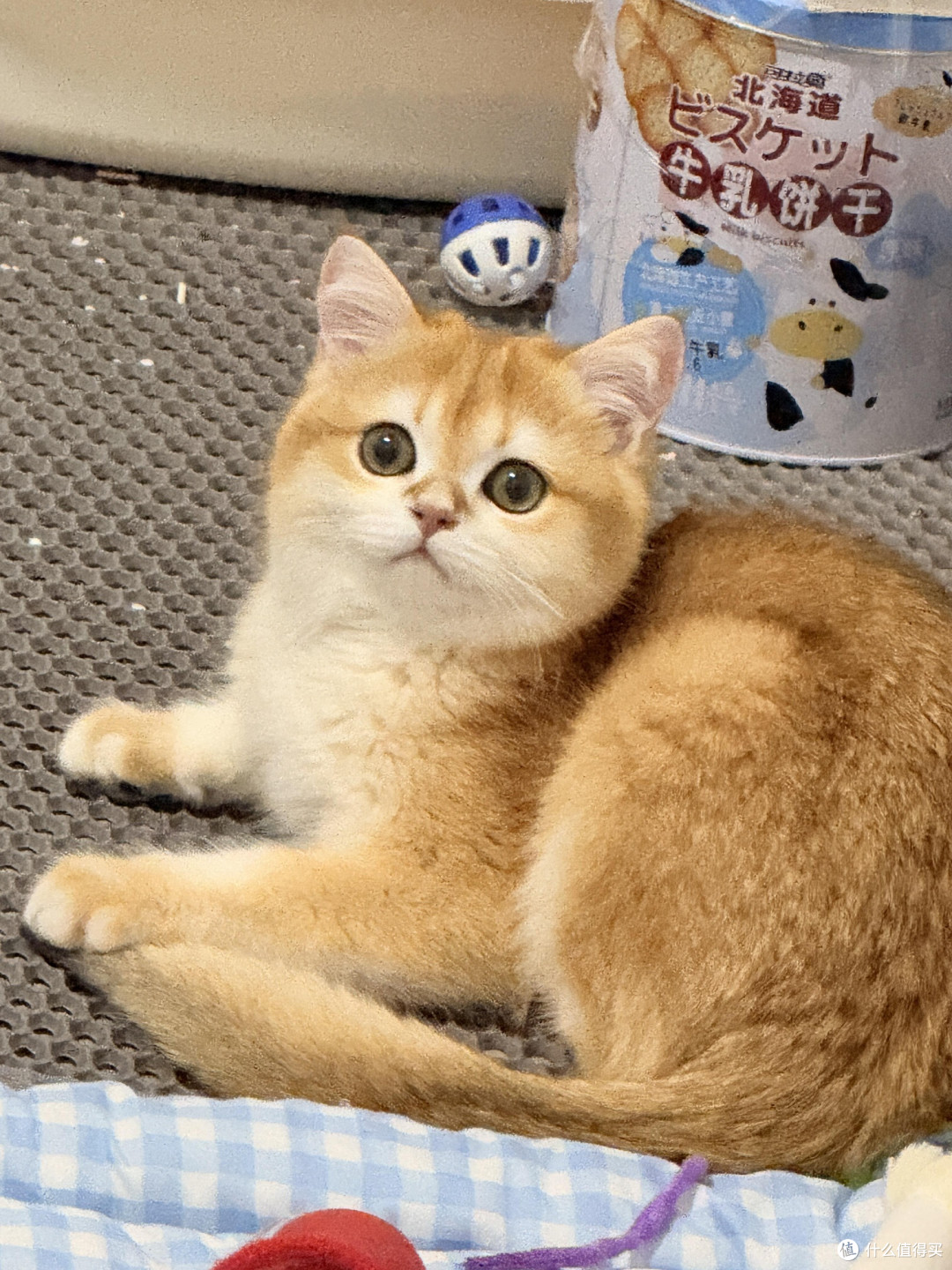 科学喂养猫咪的实践经验