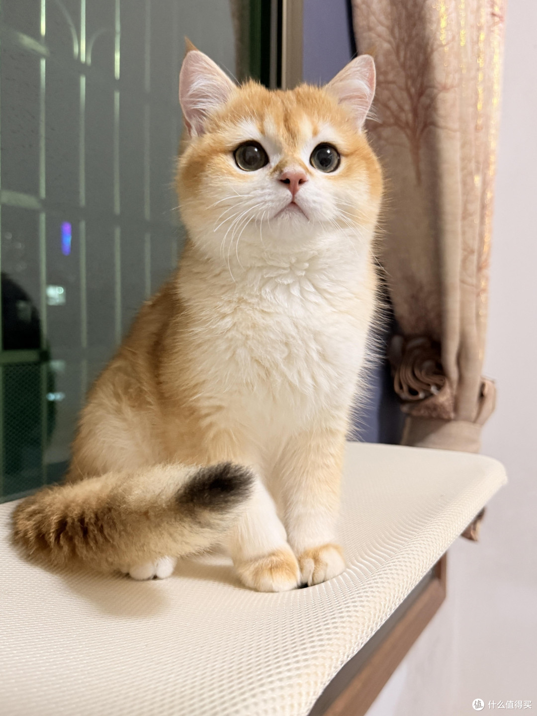 科学喂养猫咪的实践经验