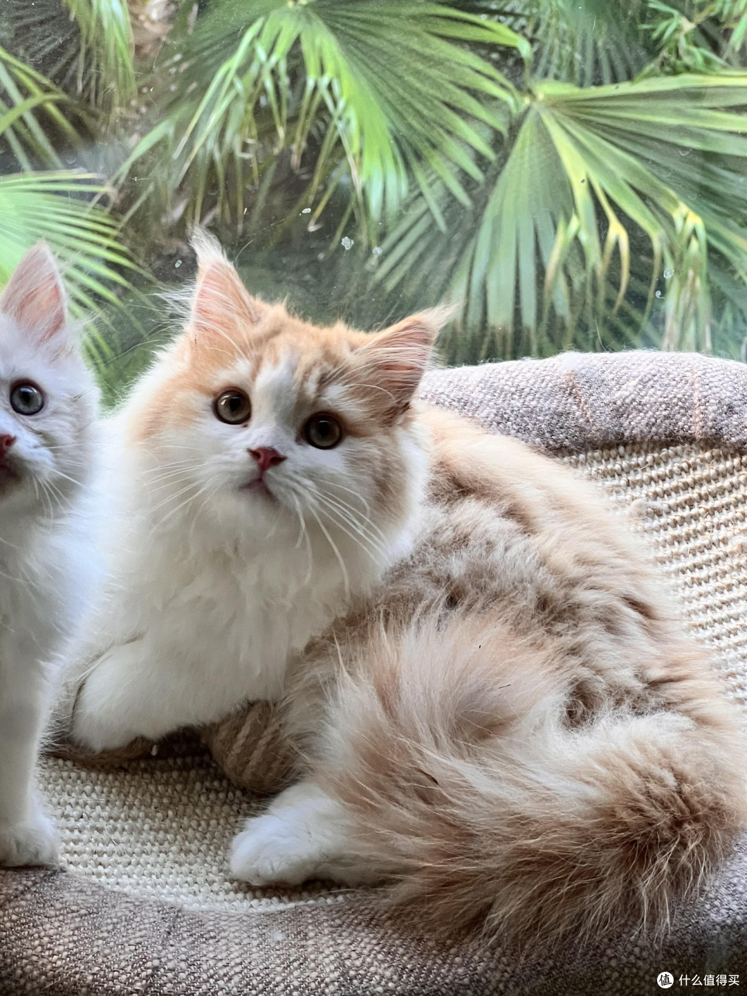 科学喂养猫咪的要点与实践