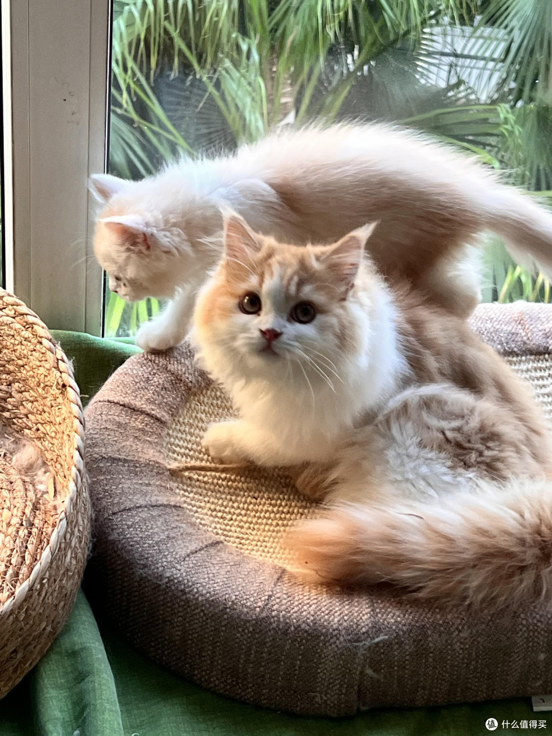 科学喂养猫咪的要点与实践