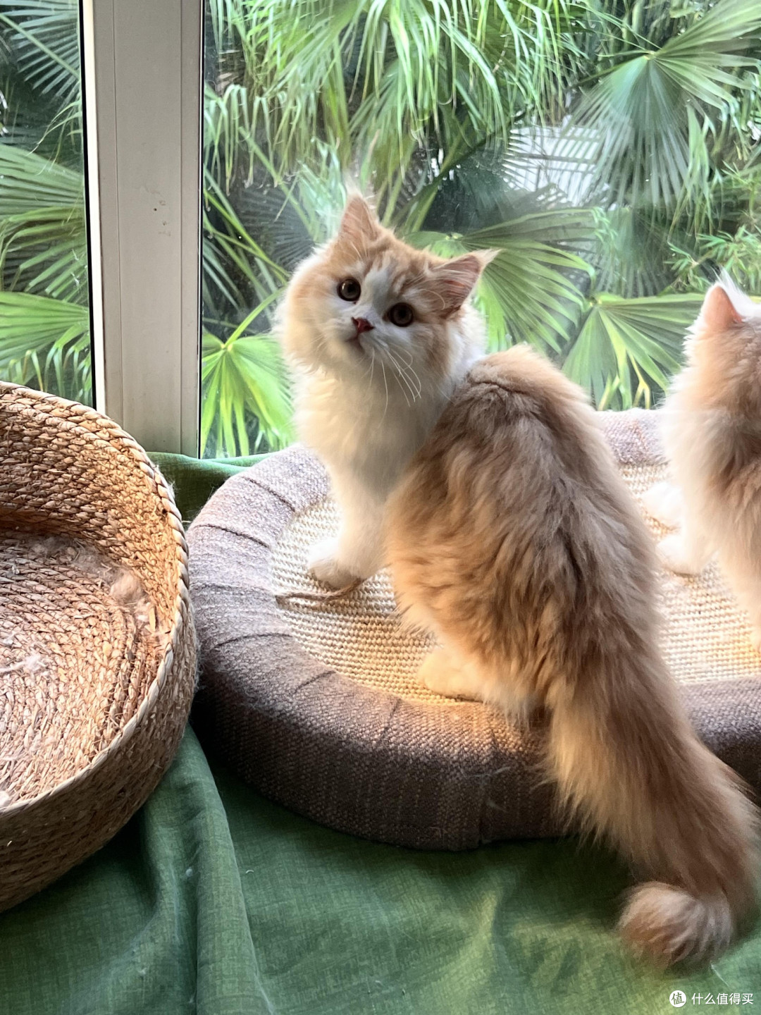 科学喂养猫咪的要点与实践