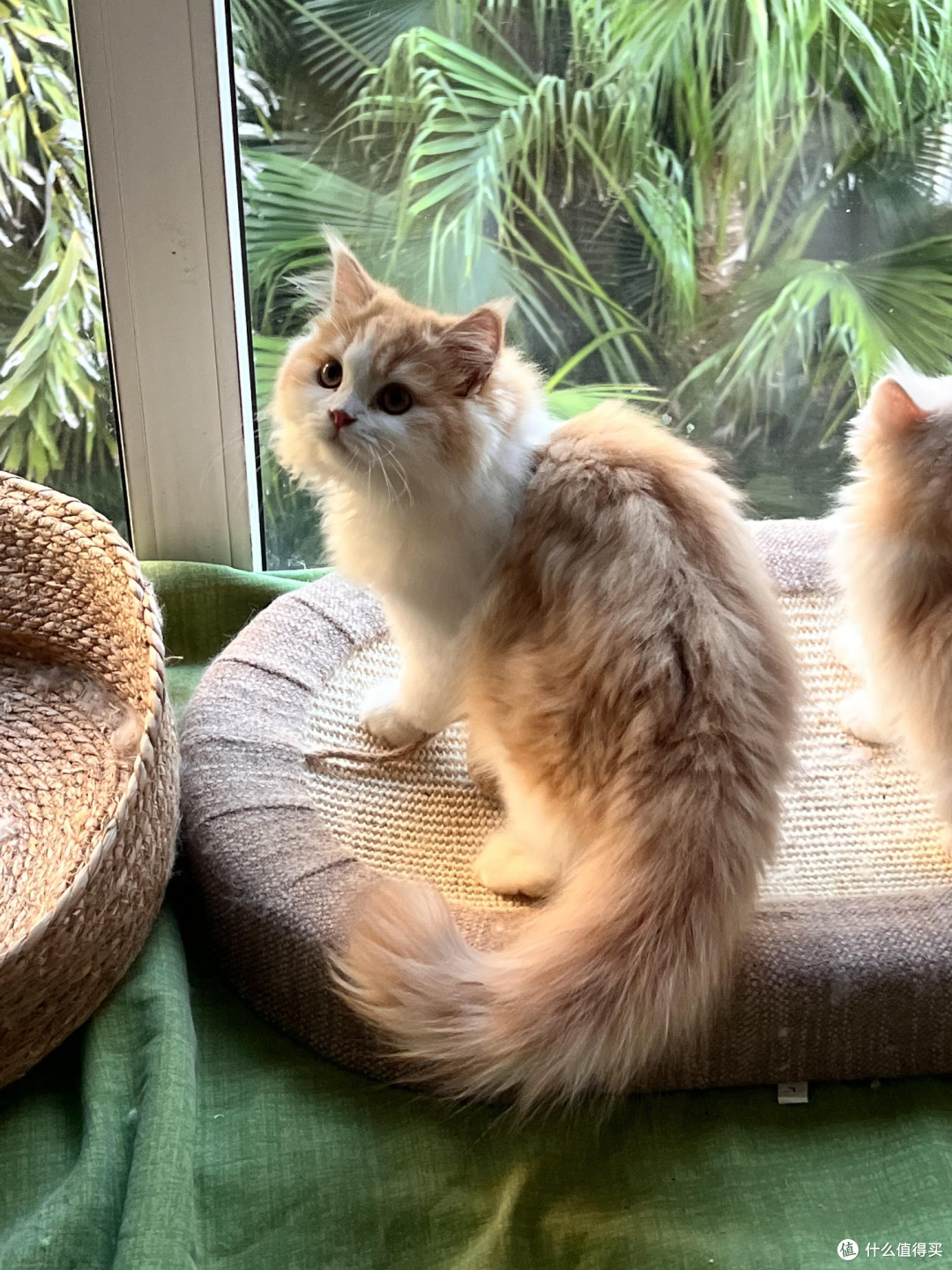 科学喂养猫咪的要点与实践