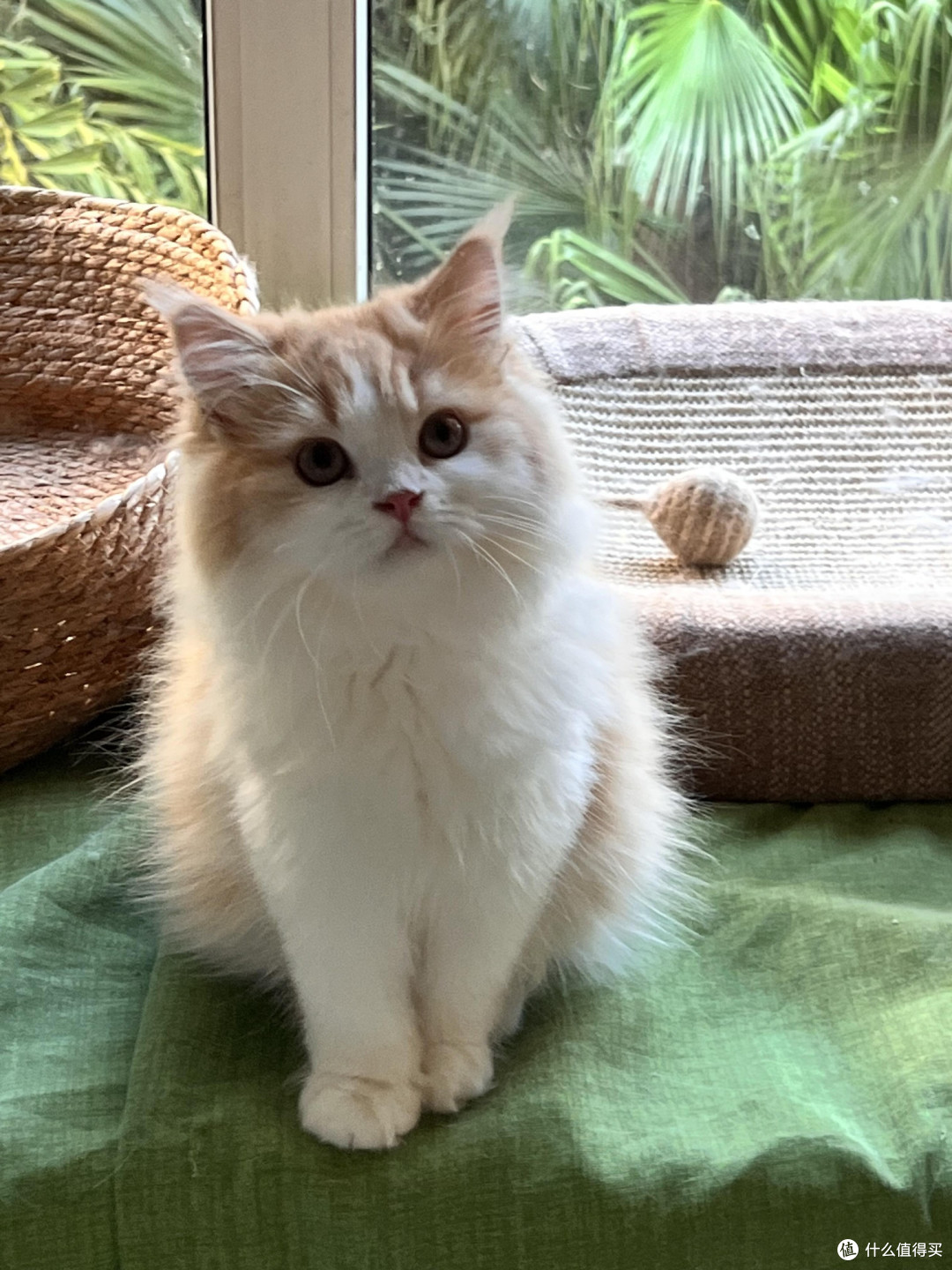 科学喂养猫咪的要点与实践