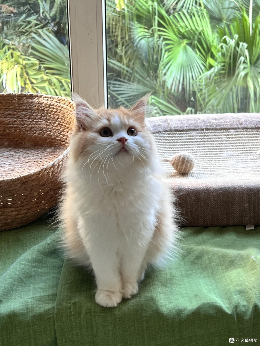 科学喂养猫咪的要点与实践