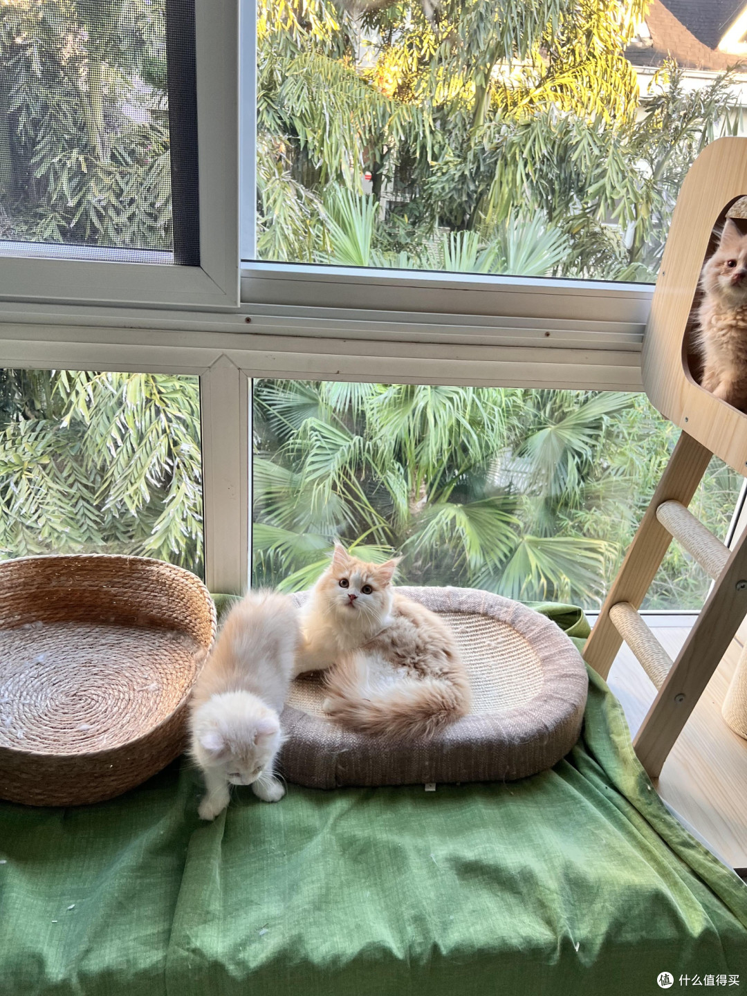 科学喂养猫咪的要点与实践