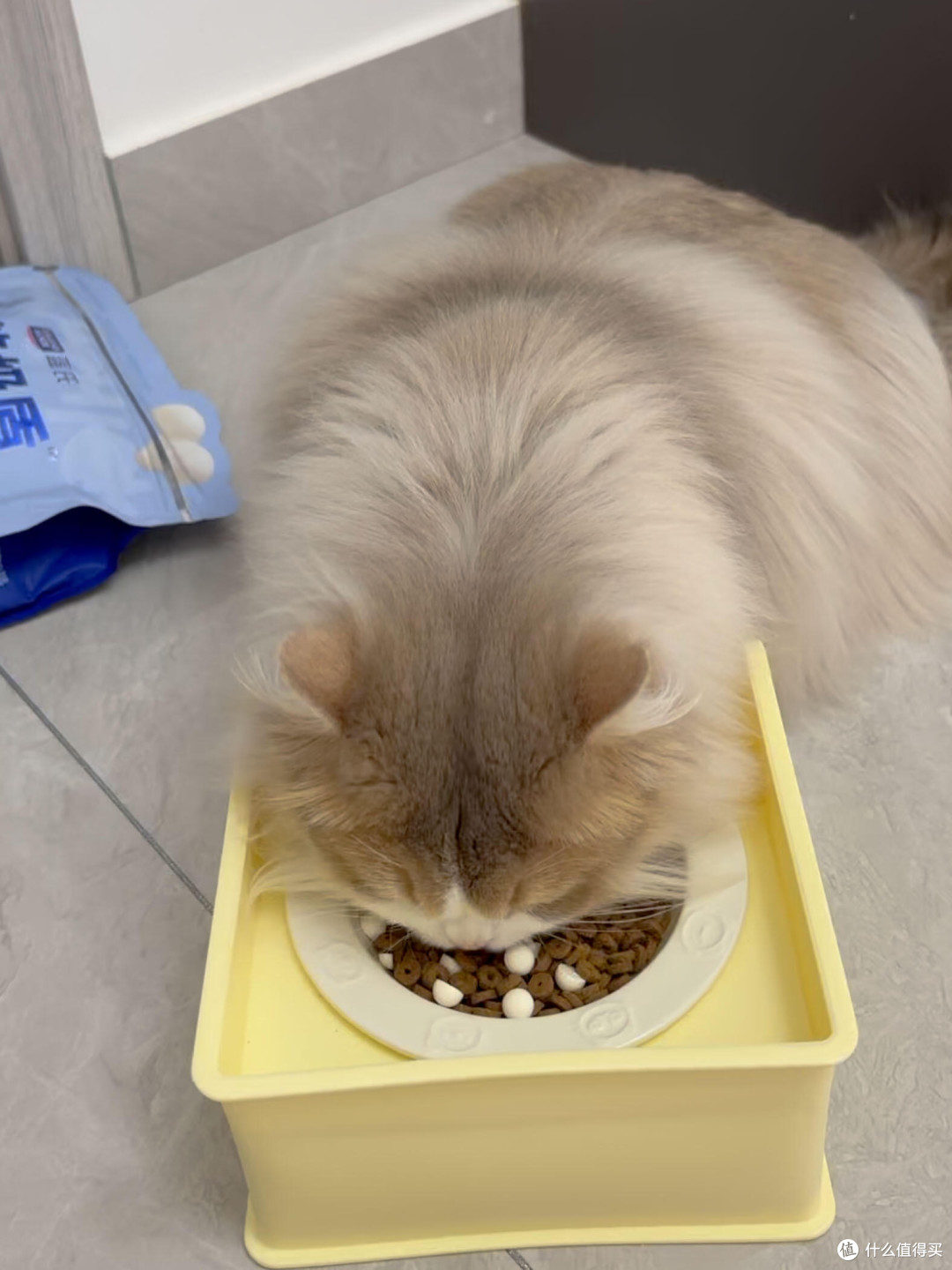 科学喂养猫咪的实践与心得