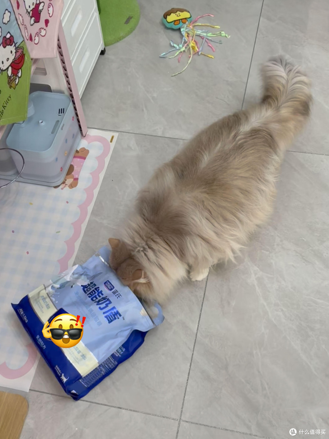 科学喂养猫咪的实践与心得