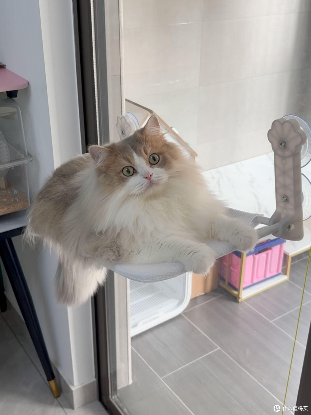 科学喂养猫咪的实践与心得
