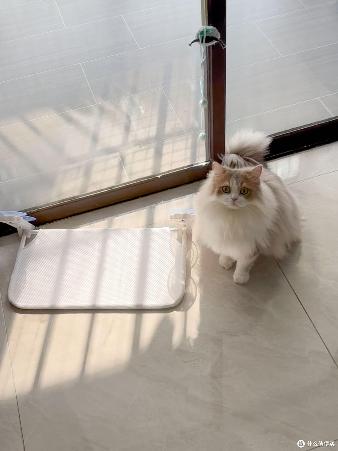 科学喂养猫咪的实践与心得