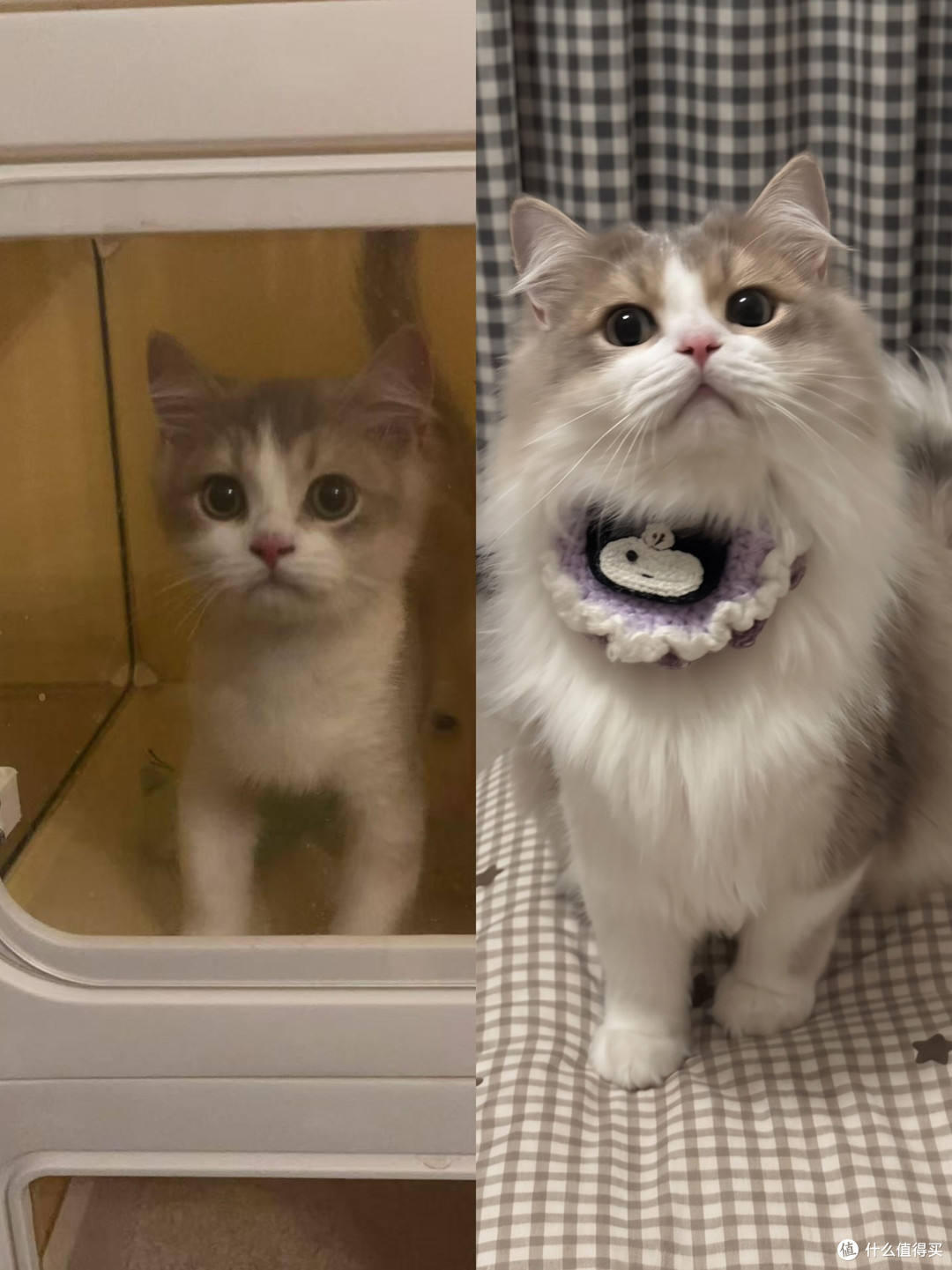 科学喂养猫咪的实践与心得