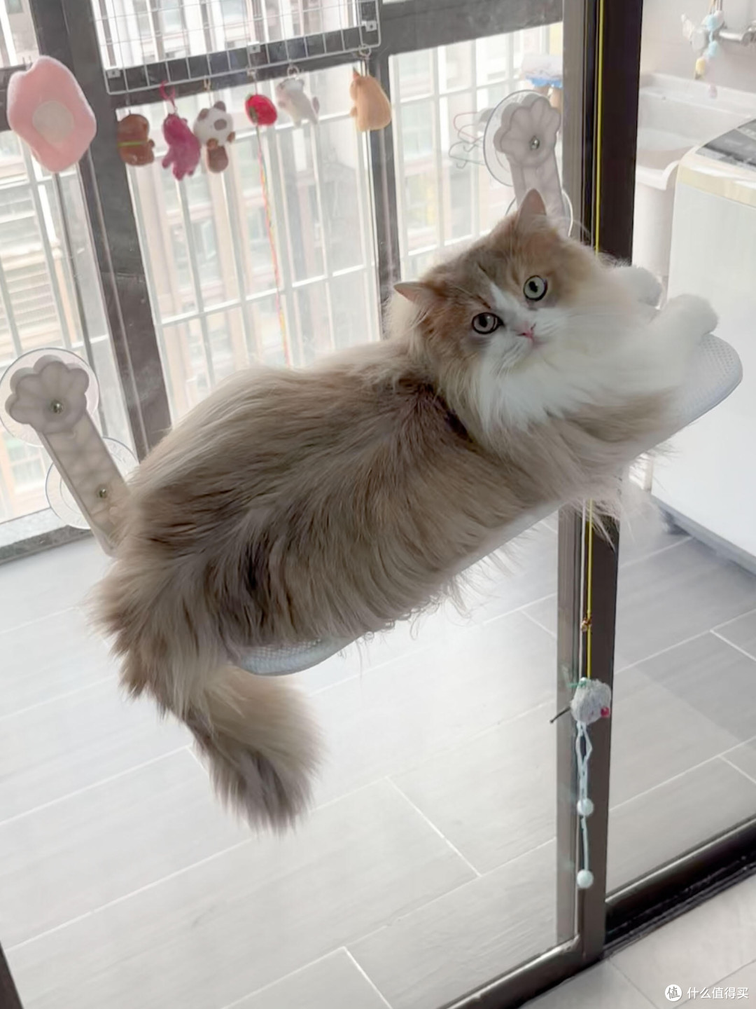 科学喂养猫咪的实践与心得