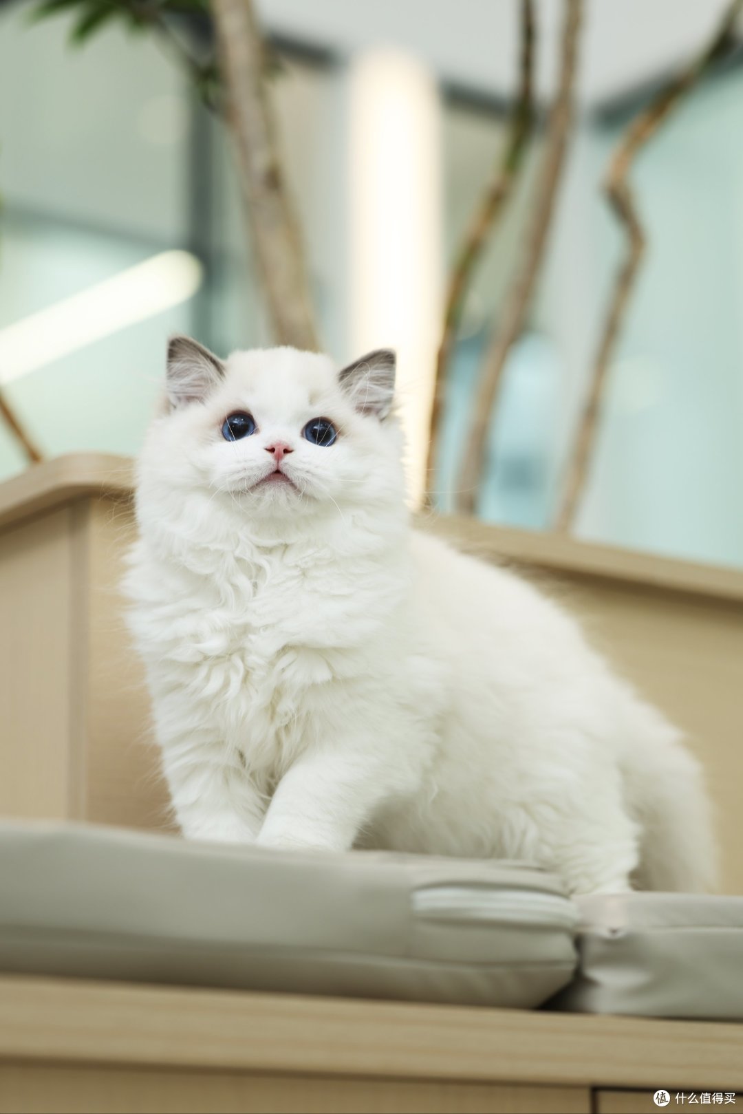 捡来的流浪小猫,这辈子把从前的苦全过成甜啦