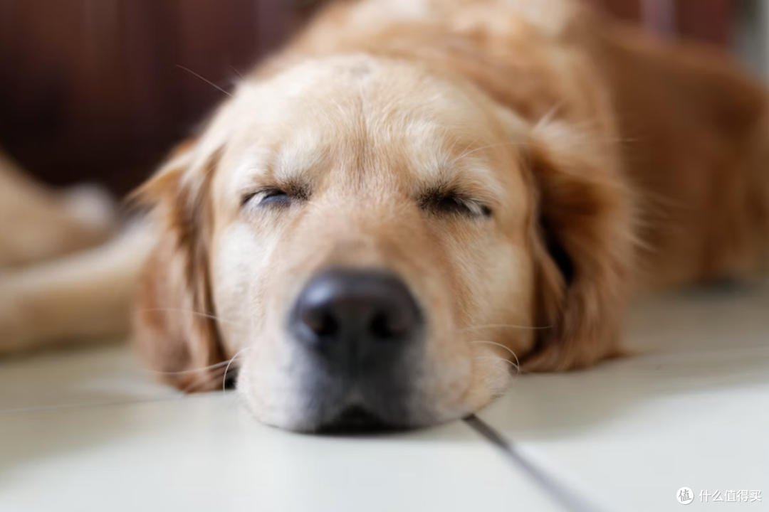 狗狗内外一体驱虫药多久用一次?