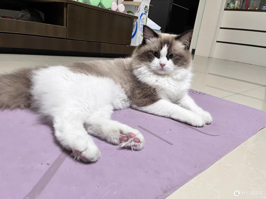 布偶猫专用全价冻干粮