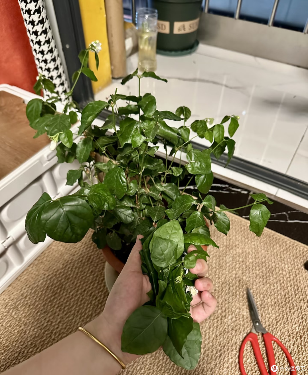 8月底茉莉花乱剪这一刀,秋天十有八九没花看!