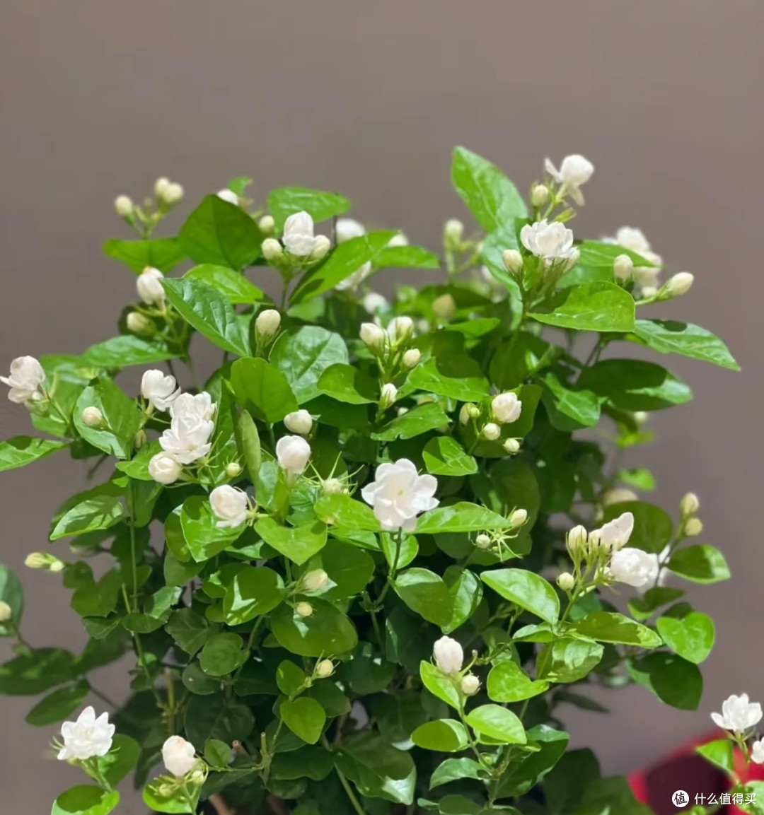 8月底茉莉花乱剪这一刀,秋天十有八九没花看!
