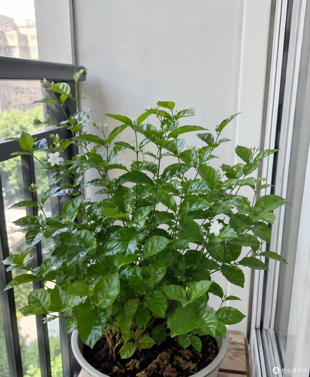 8月底茉莉花乱剪这一刀,秋天十有八九没花看!