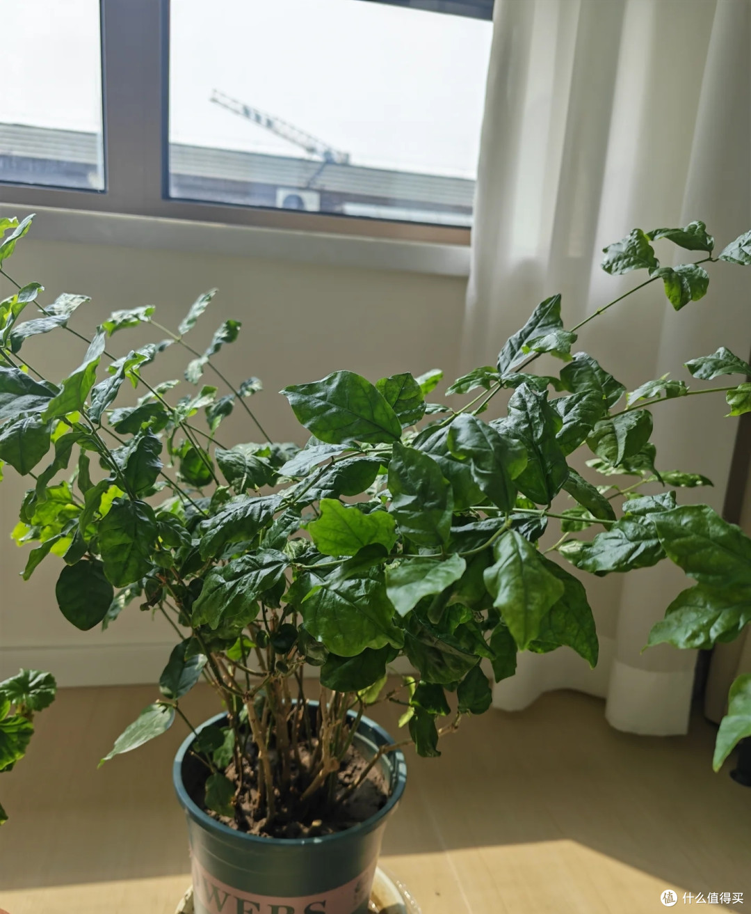 8月底茉莉花乱剪这一刀,秋天十有八九没花看!