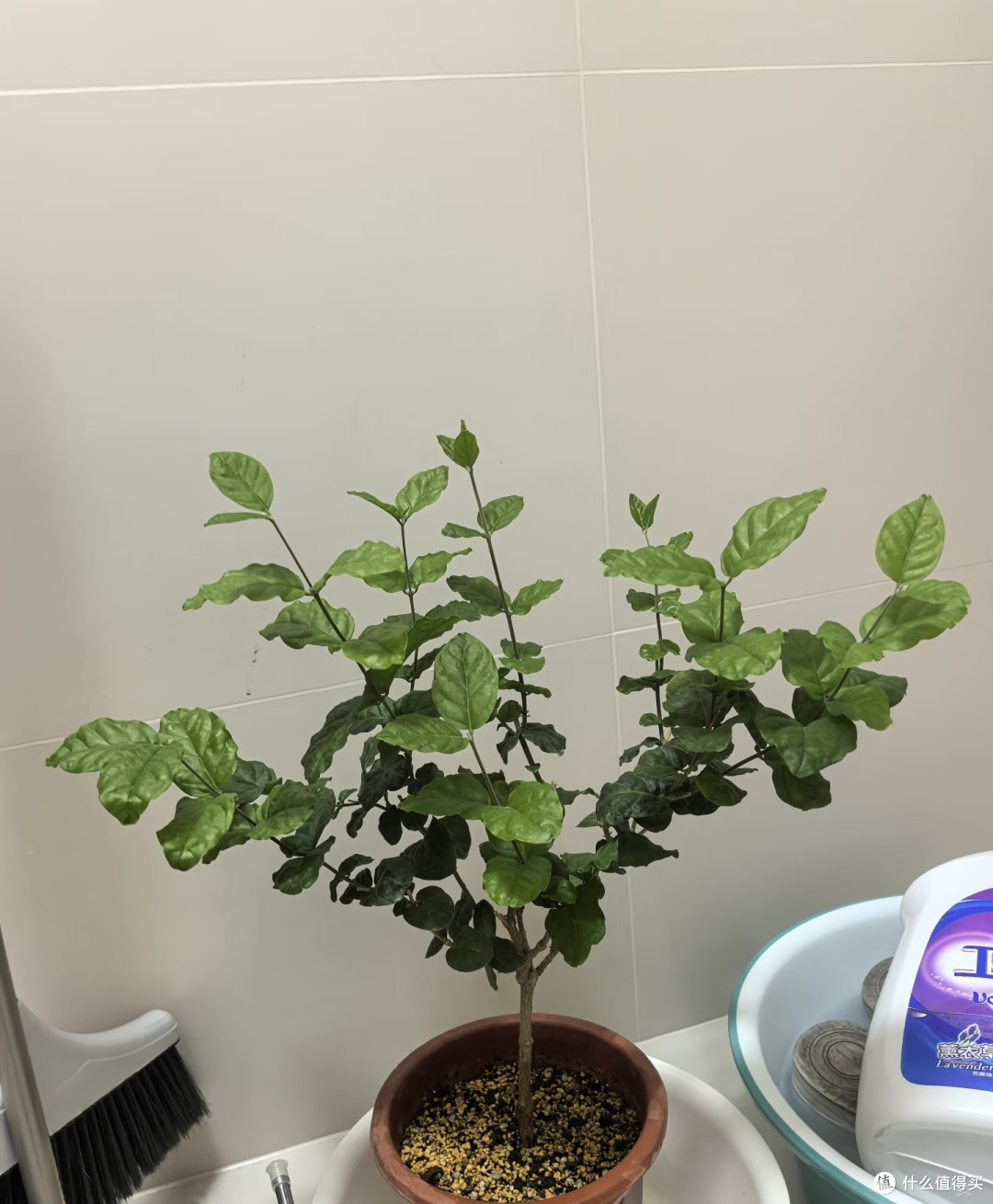 8月底茉莉花乱剪这一刀,秋天十有八九没花看!