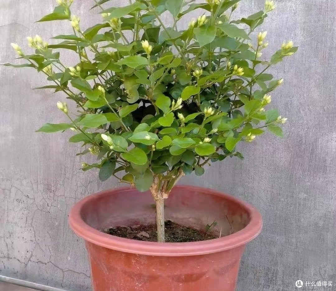8月底茉莉花乱剪这一刀,秋天十有八九没花看!