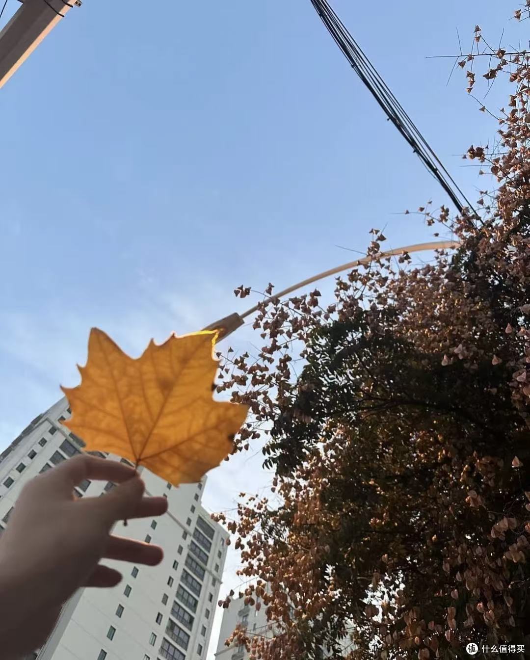 敏感肌友好洗发皂|平价温和与大牌舒缓真实使用分享