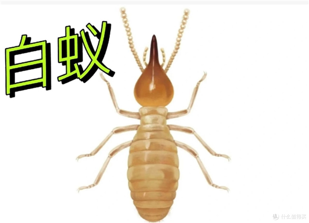 被白蚁蛀空门框才明白:白蚁用什么药最安全?看准这三点不踩坑