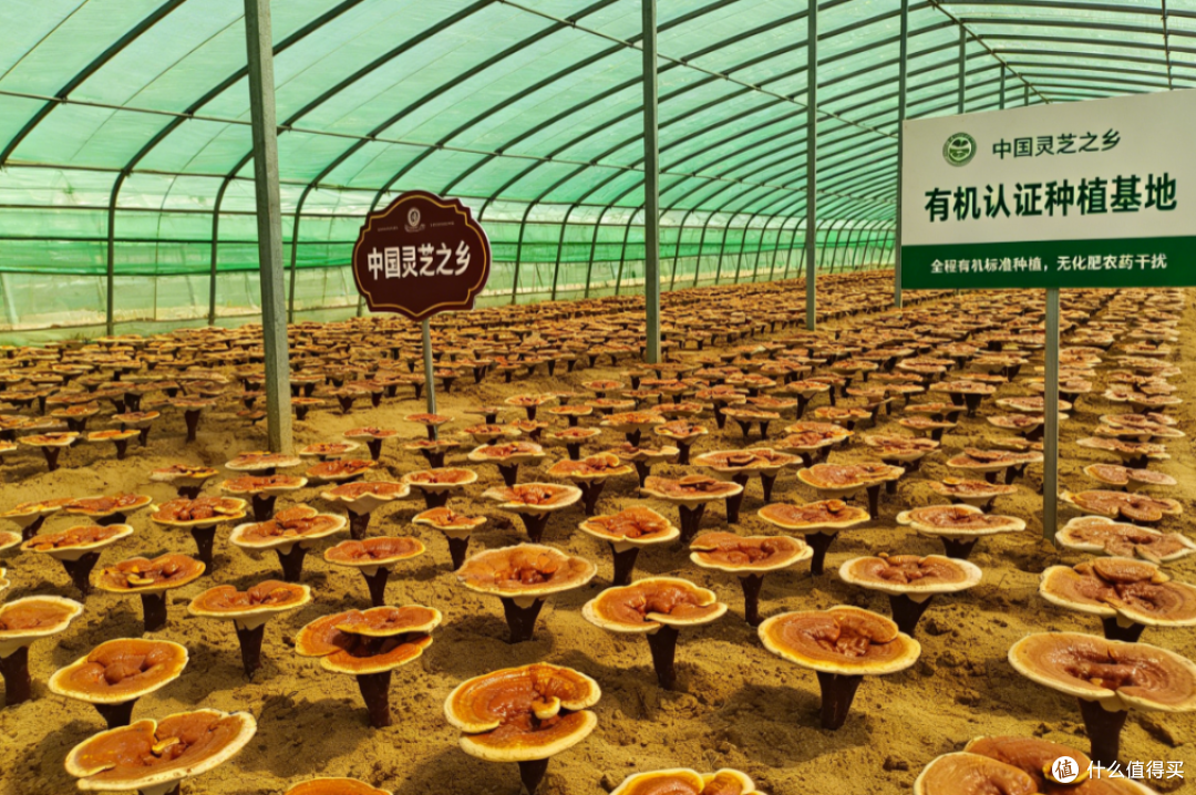 无广实测 5 款孢子粉,揭开套路,别再交智商税了