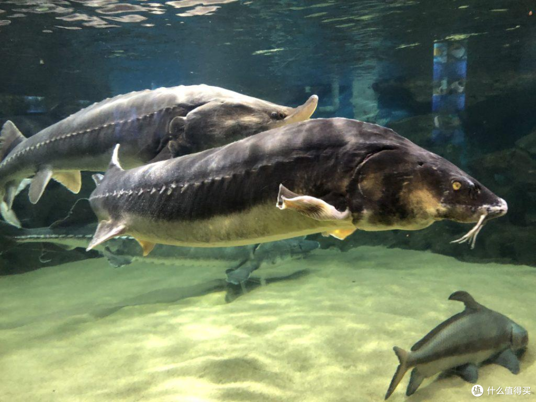 水族圈最容易“看走眼”的鱼:你以为捞到宝,其实可能捞到保护动物