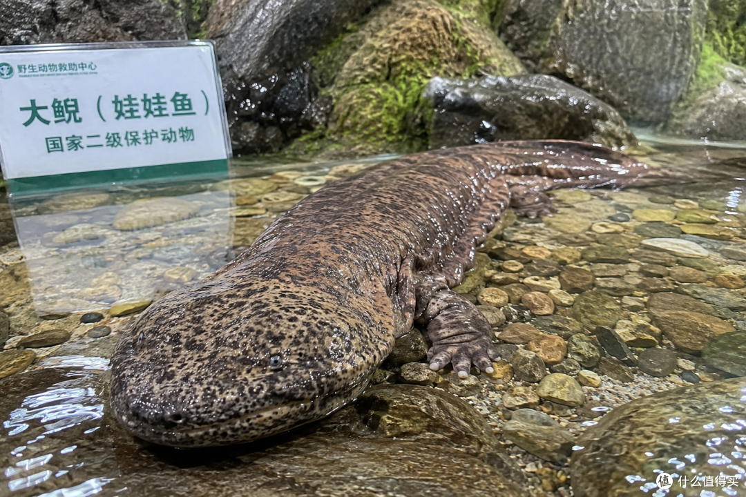 水族圈最容易“看走眼”的鱼:你以为捞到宝,其实可能捞到保护动物