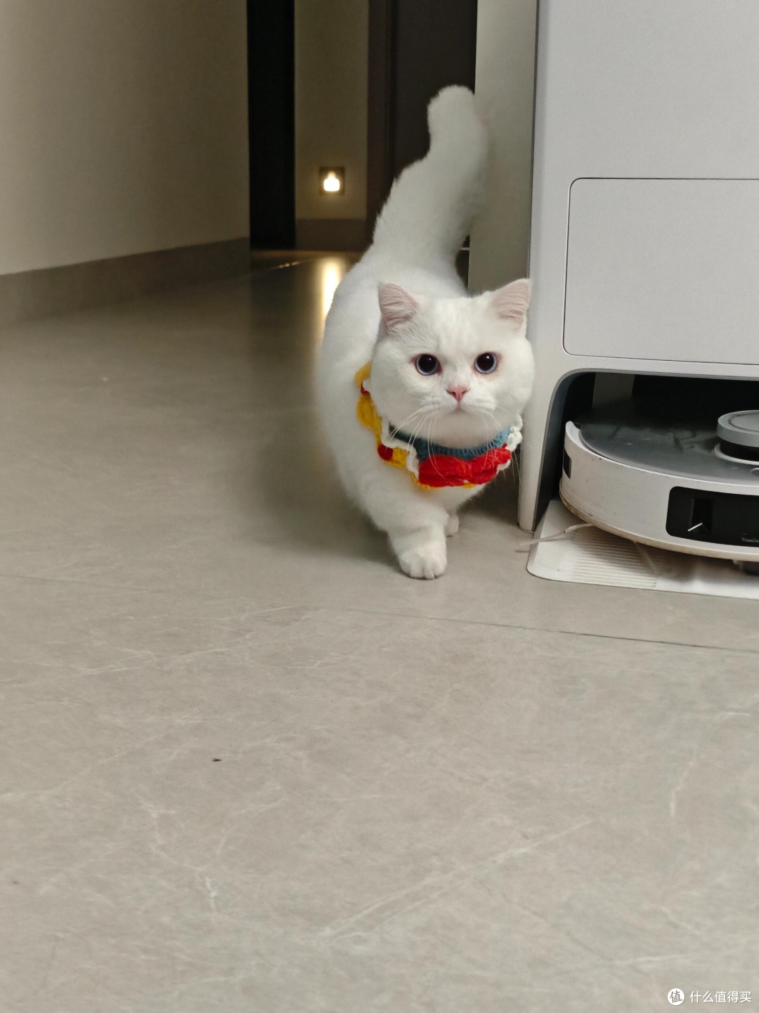 科学喂养猫咪的实践经验